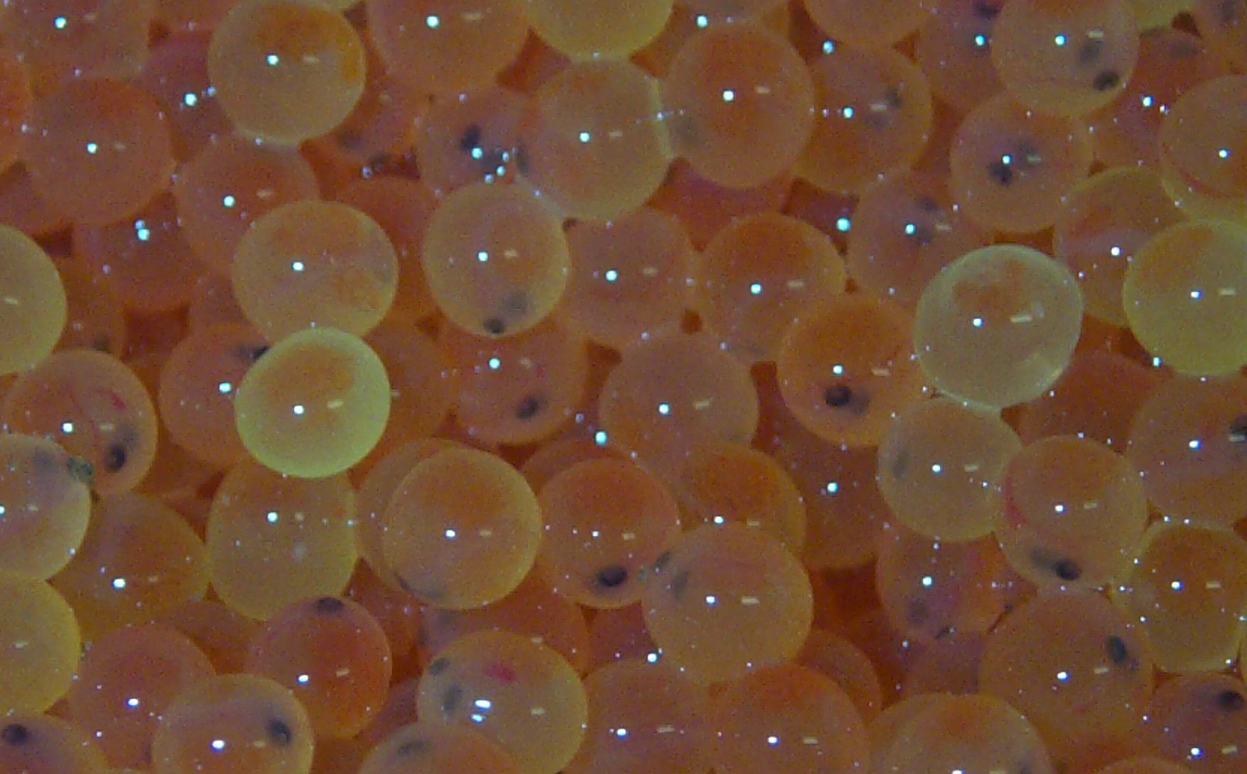 Summerville Trout Hatchery Department Of Natural Resources Division